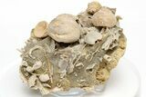 Miniature Fossil Cluster (Gastropods, Brachiopods) - France #212425-1